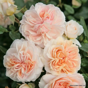 GARDEN OF ROSES® 